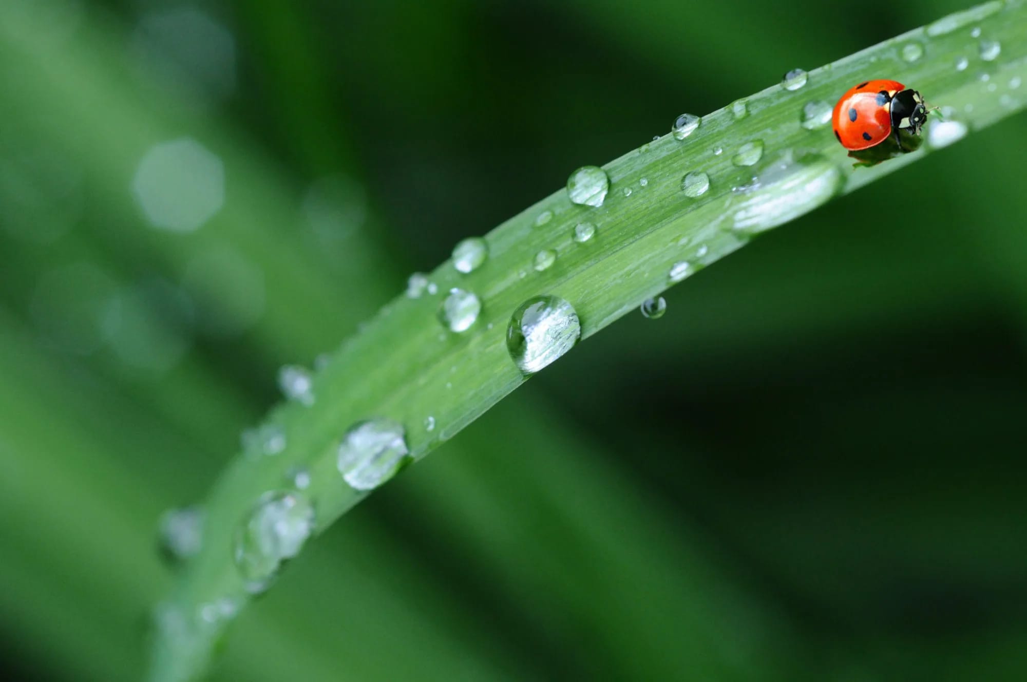 Raincoats in nature: waterproof armors for insects and plants
