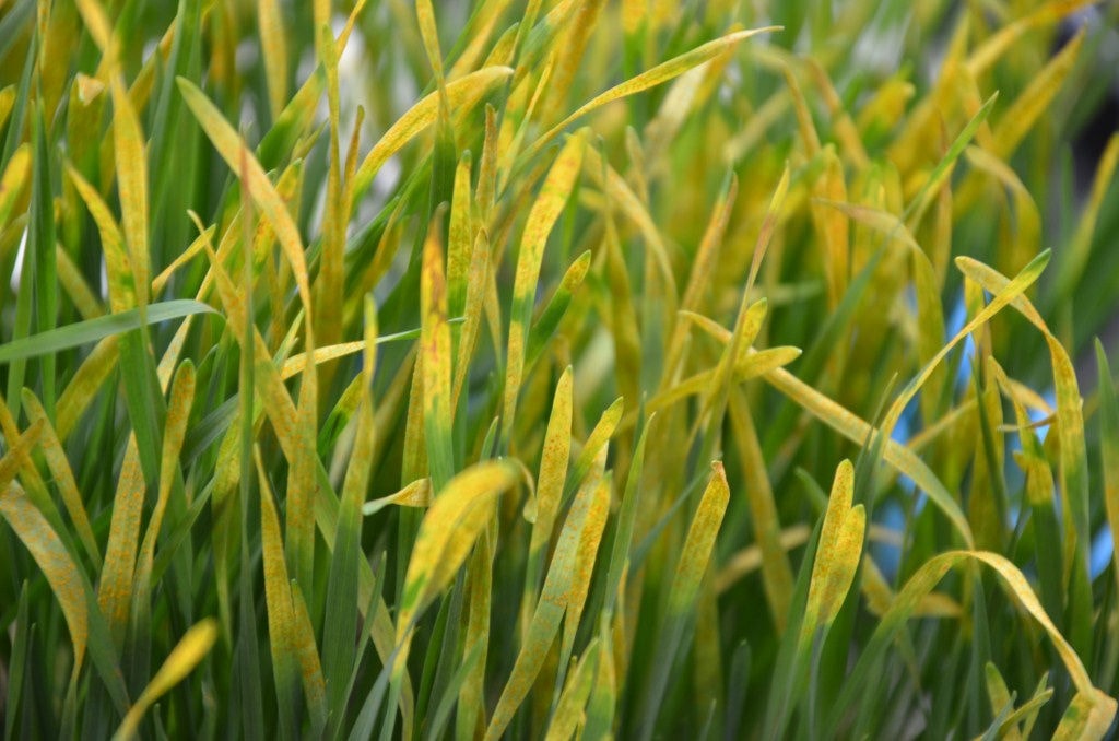 Reinventing a bacterial biopesticide: an old microbe with a fresh new look