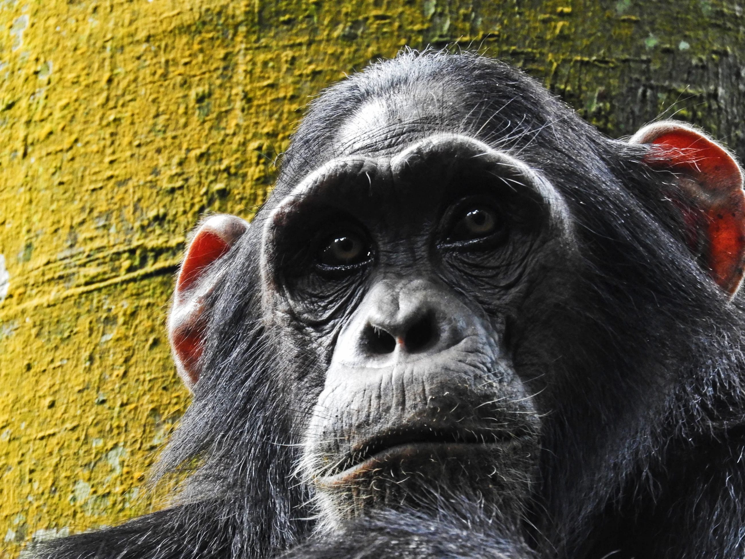 Rudimentary form of syntax present in chimpanzees