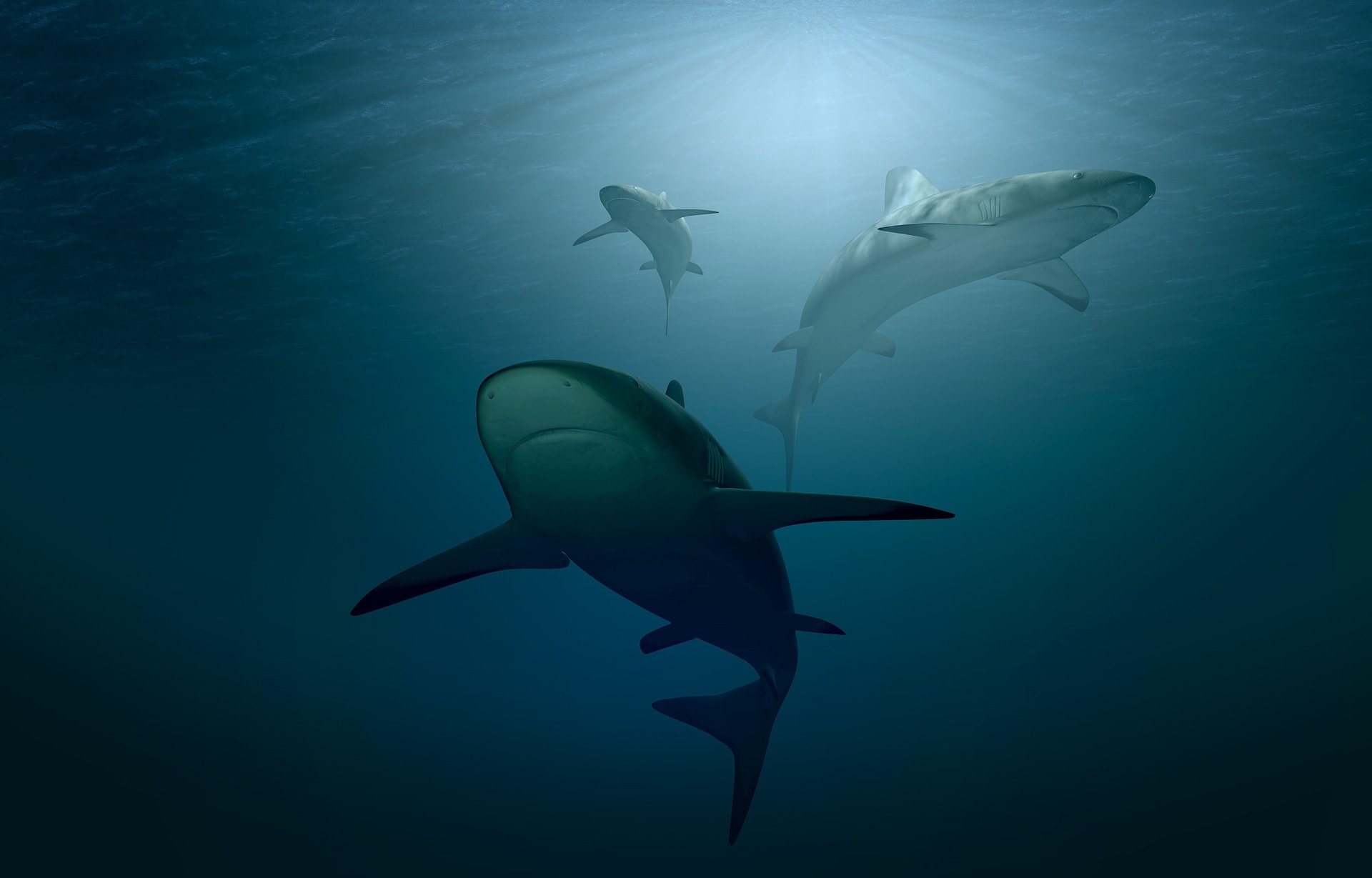 Sharks, Seals, and the Balance of Power at Sea