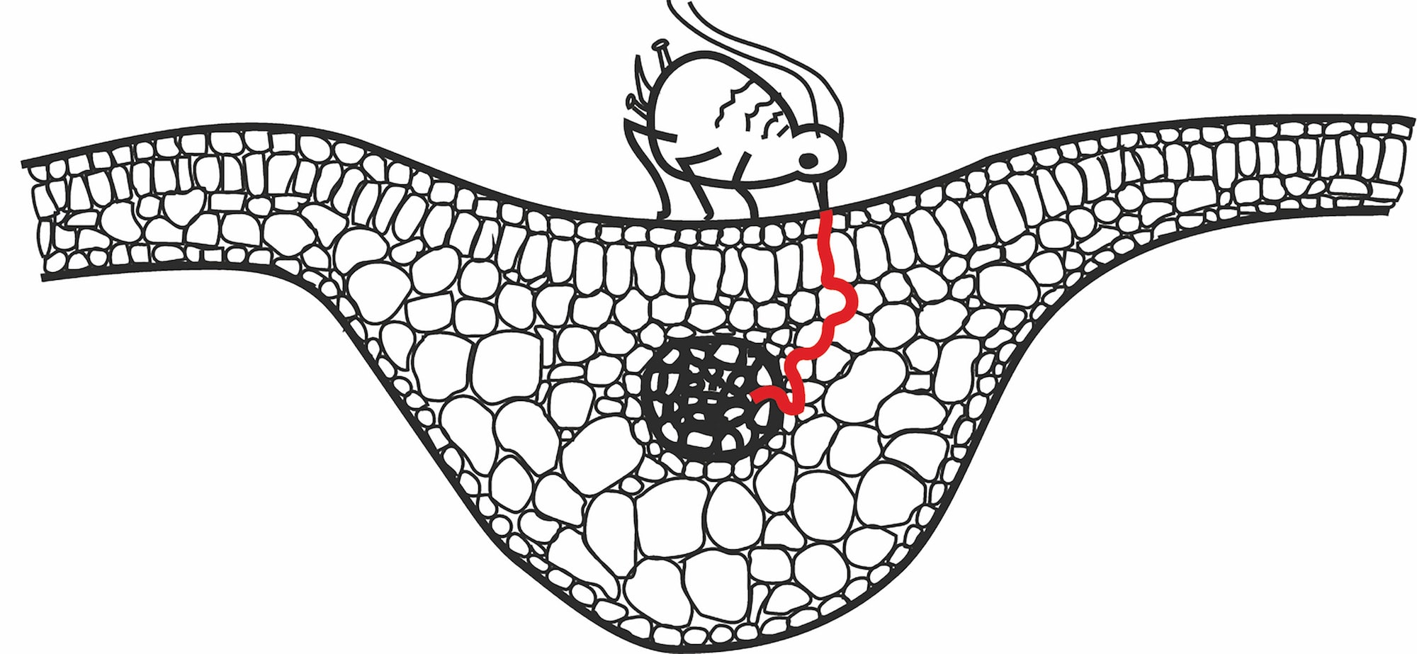 Smart plant defense against a stealthy herbivore