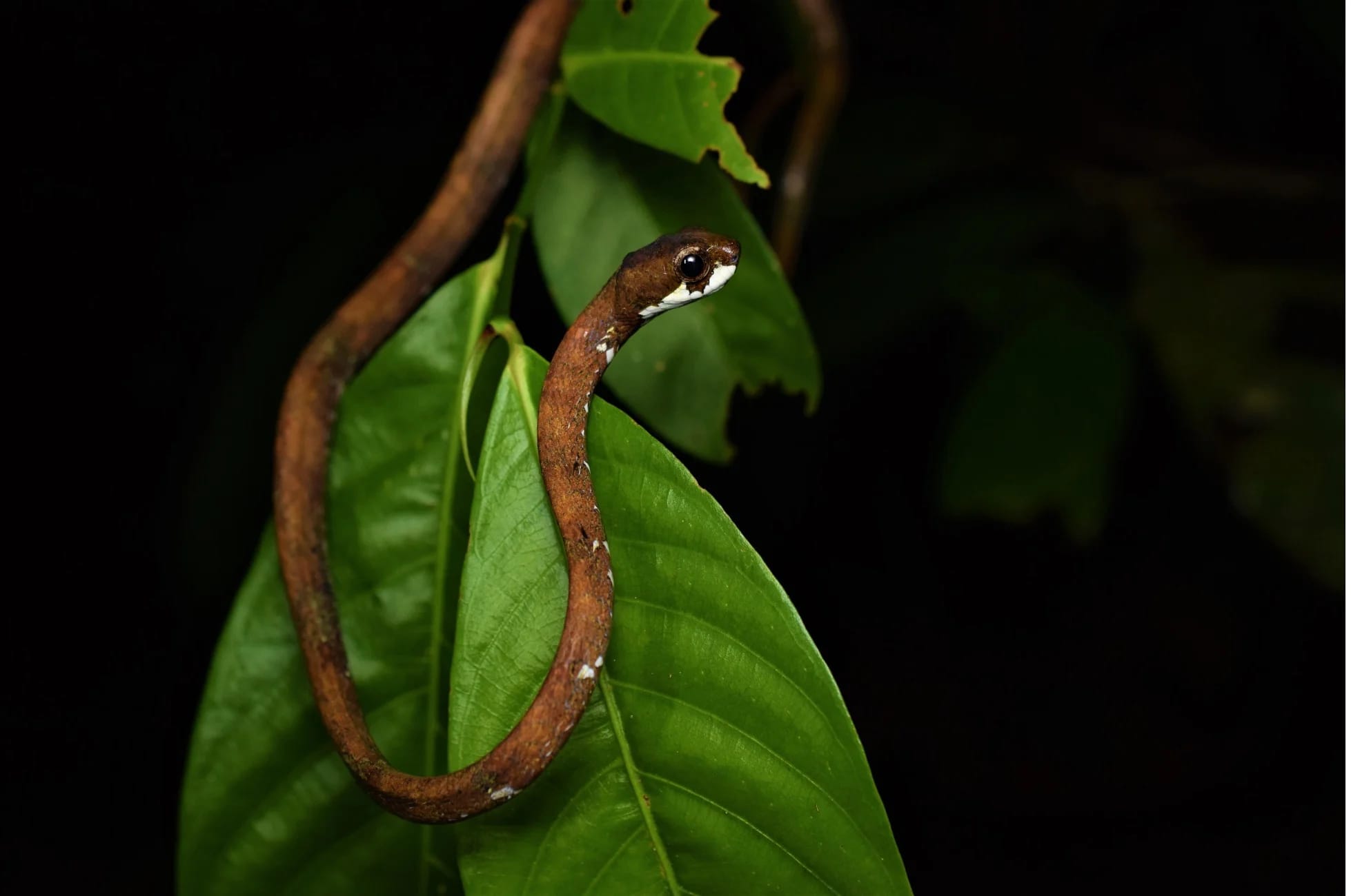 Snake uses its split jaws as a knife and fork