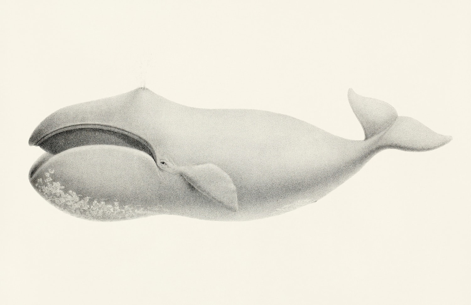 The Arctic’s singing whales