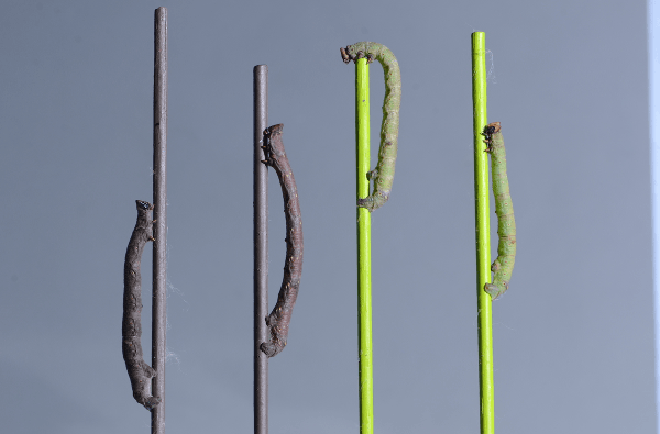The caterpillars who see through their skin to better blend in