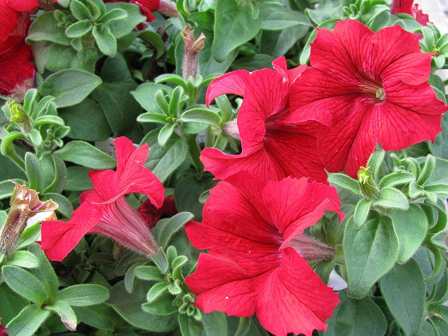 The fragrance of plants: how their perfume pervades the air