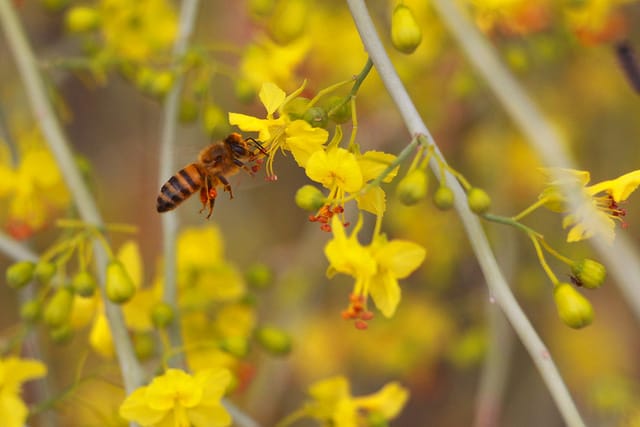 Les effets de l’utilisation de pesticides néonicotinoïdes sur les abeilles sauvages