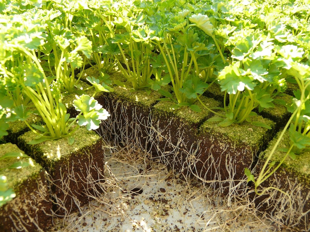 The yin and yang of lateral roots
