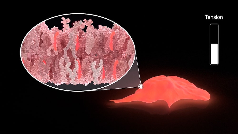 Tiny molecular probes reveal invisible forces inside cells