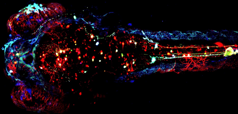 Visualizing the effects of sleep on neurons’ maintenance