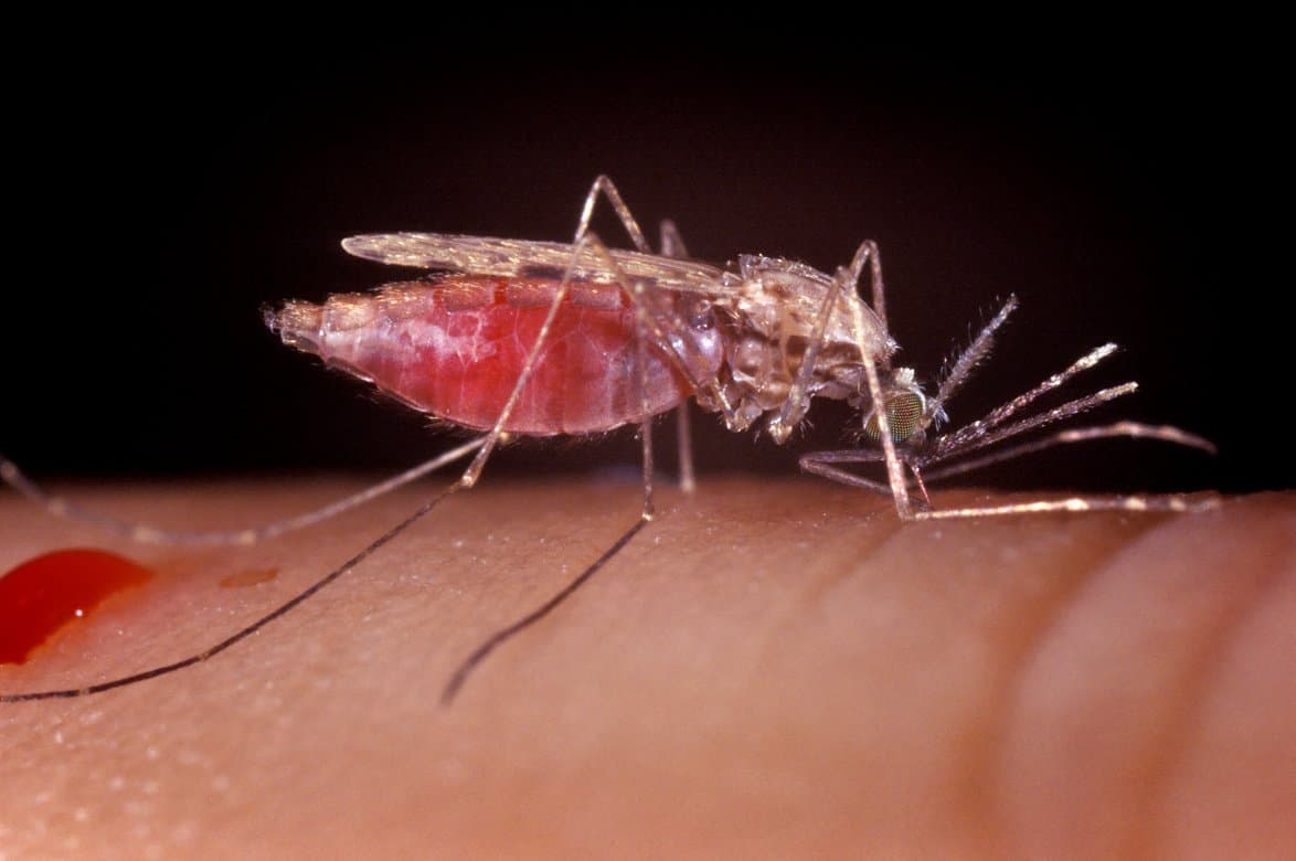 A special delivery for malaria-transmitting mosquitoes