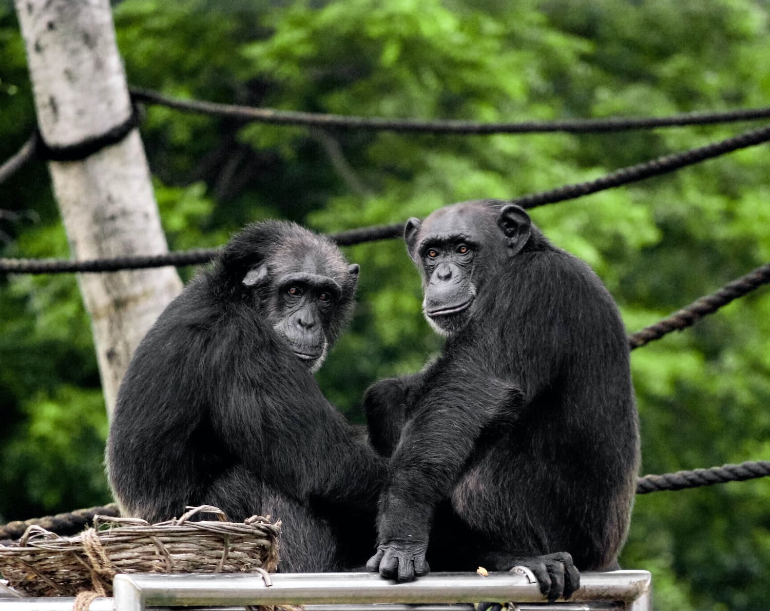 Apes and monkeys understand syntax-like structures