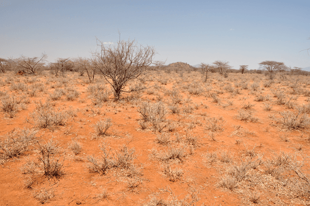 Arid lands transform abruptly as aridity increases