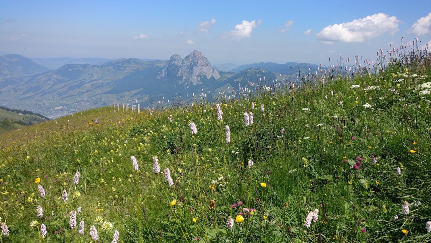 Biodiversity – a double-edged sword for ecological stability?