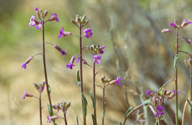 Boechera, Why are you so Cool?