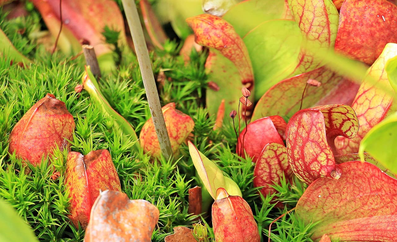 Carnivorous plants help uncover universal rules of plant development