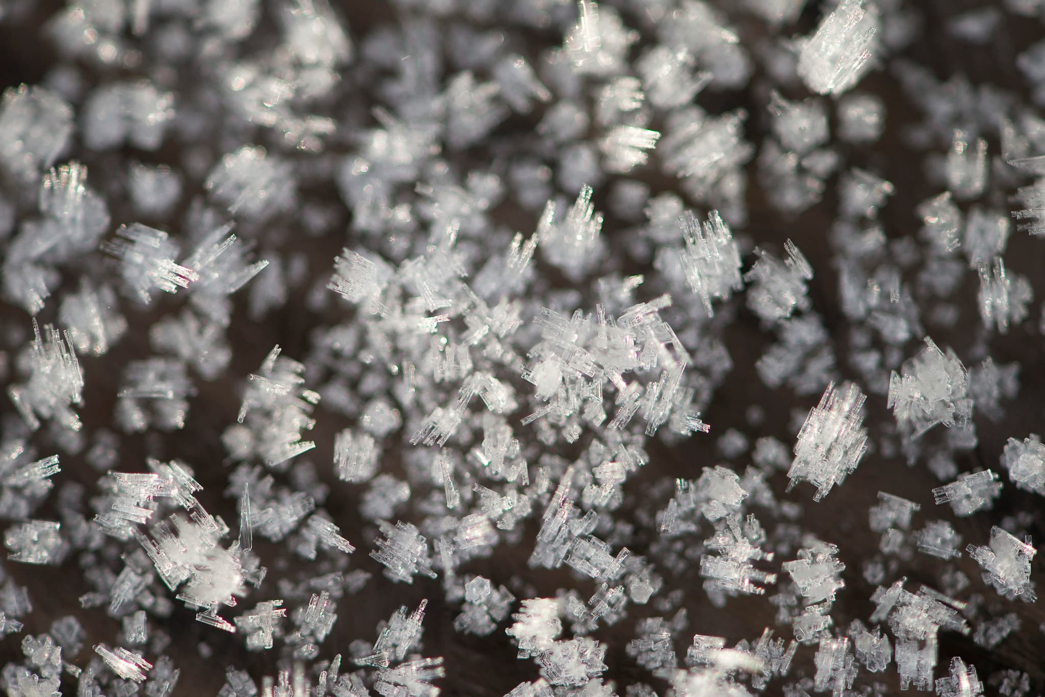 Cold adaptation: gut bacteria can make the difference