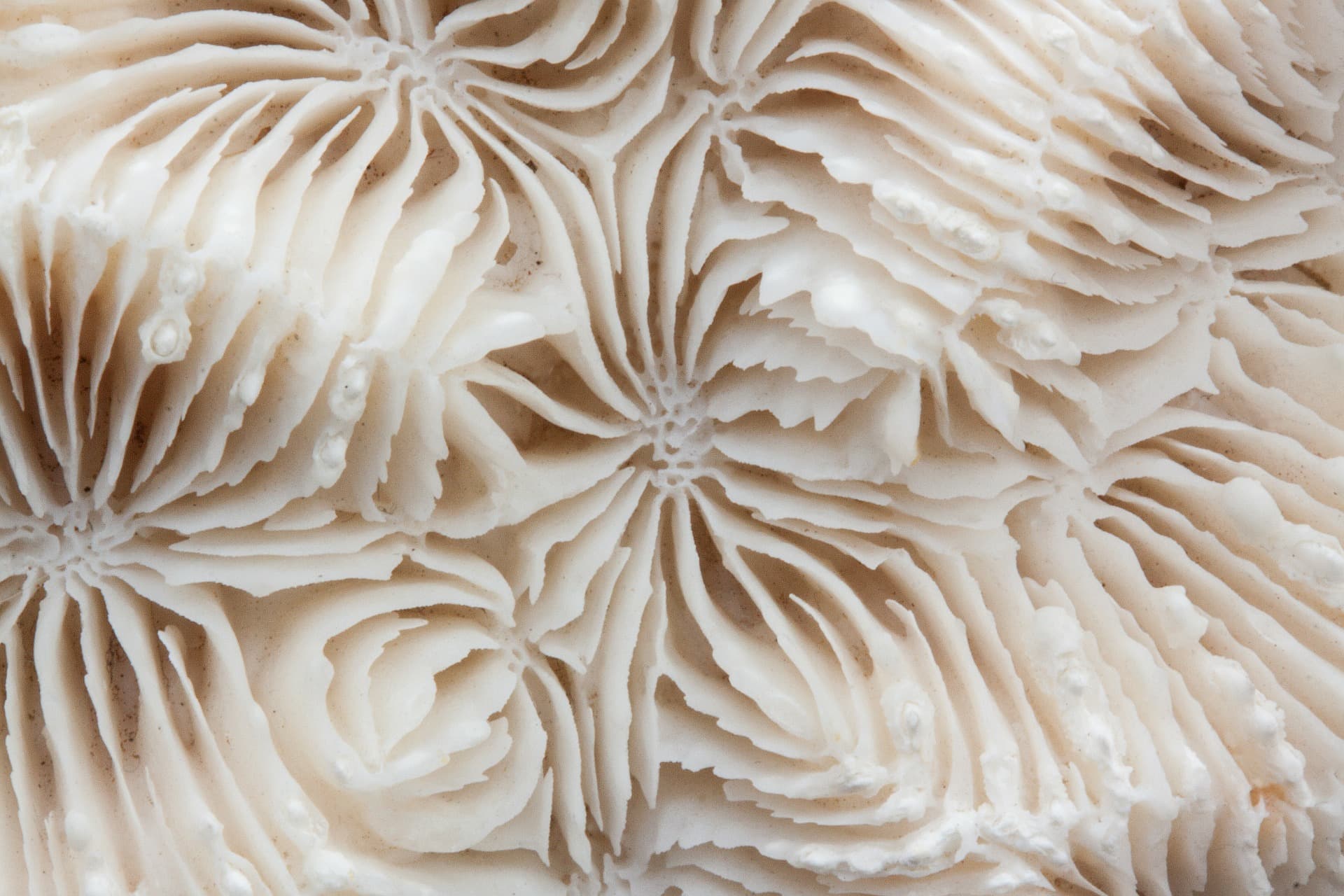 Could our gut’s microbes be the guardians of our brain’s health?