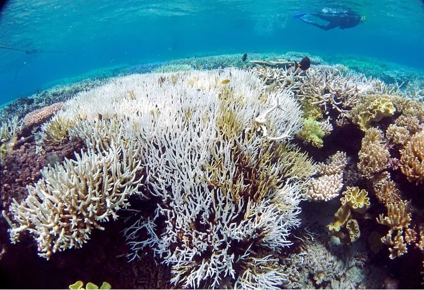 Designer corals shine a bright light on the future of coral reefs