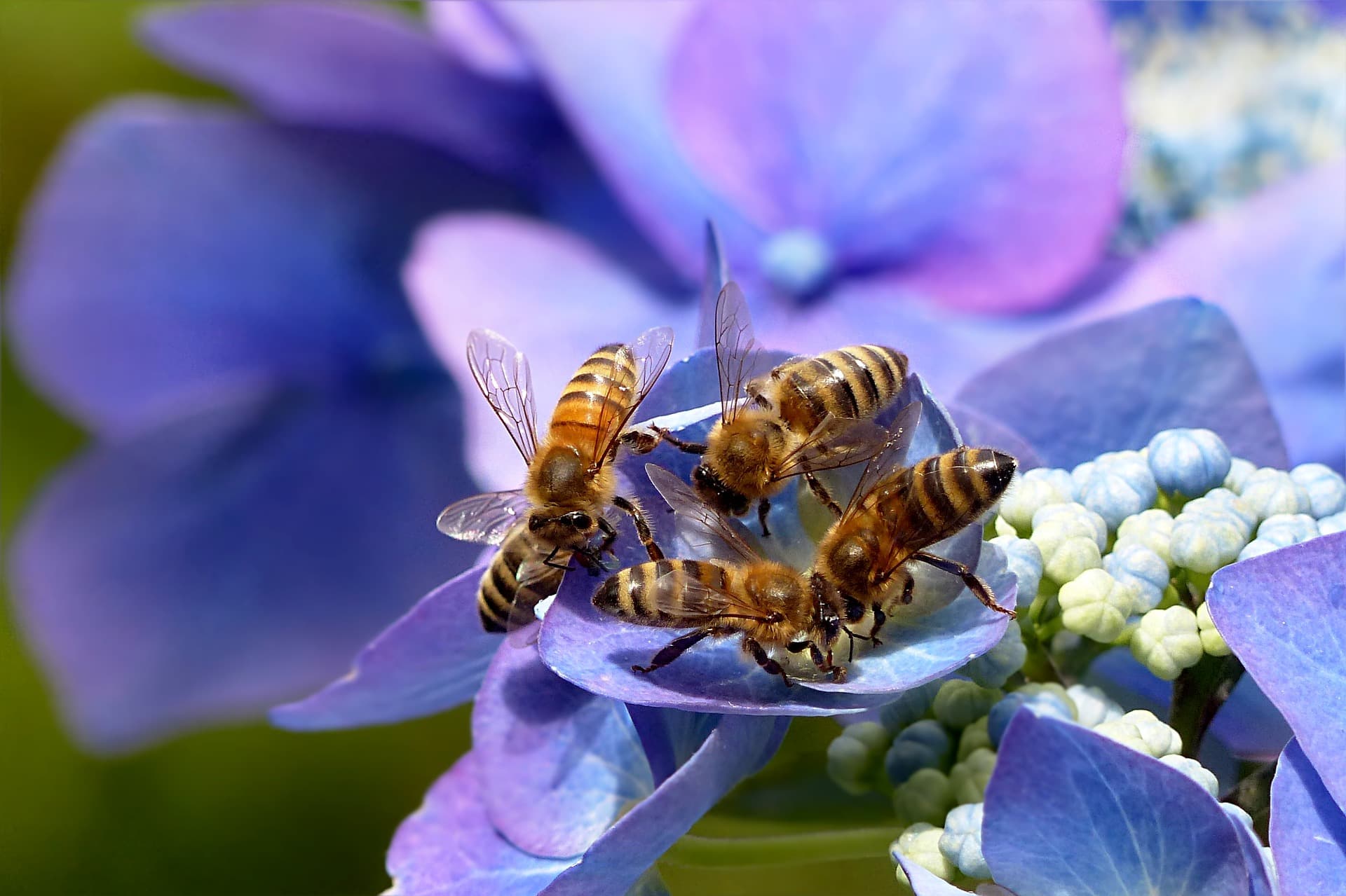 Engineering bacteria to save honey bees
