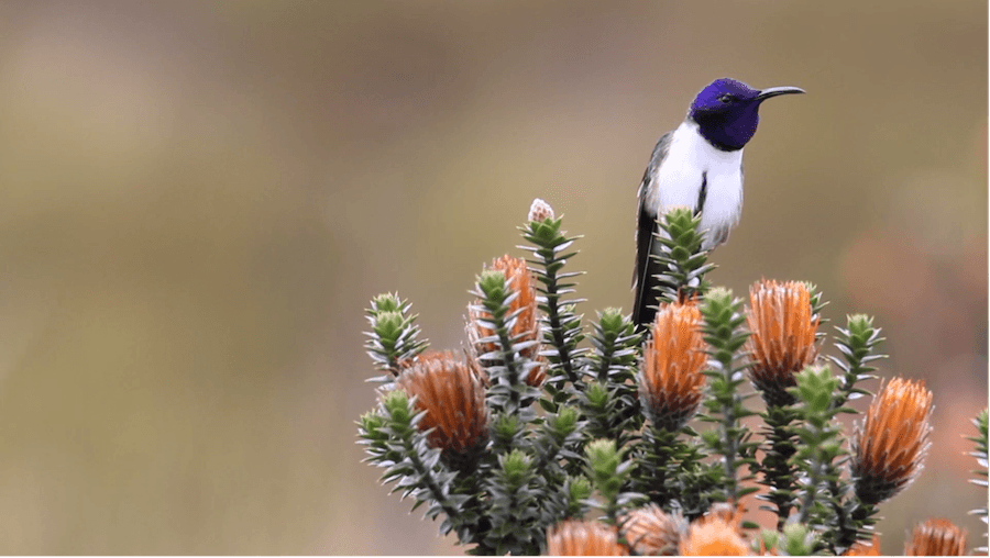 Exceptional hearing ability in a hummingbird