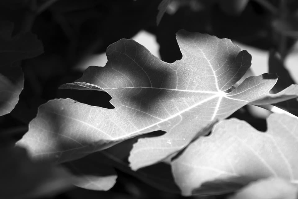Figuring out the evolved chemistry of fig trees