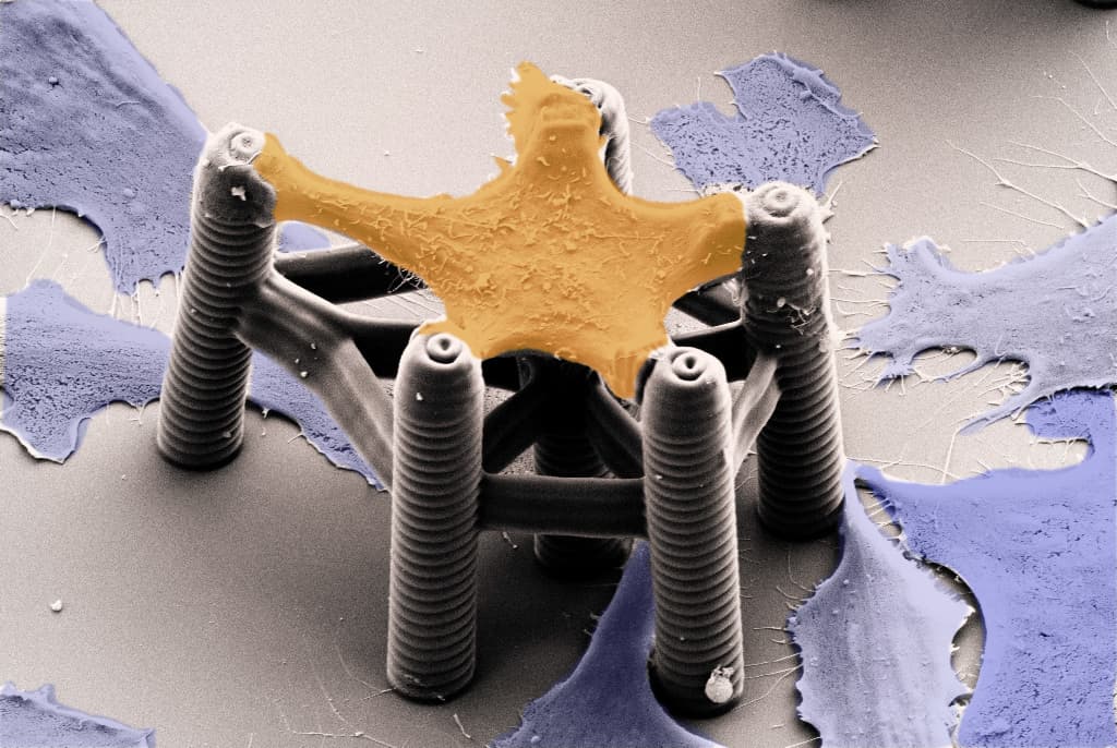 Forced to react: 3D printing can stretch a single cell