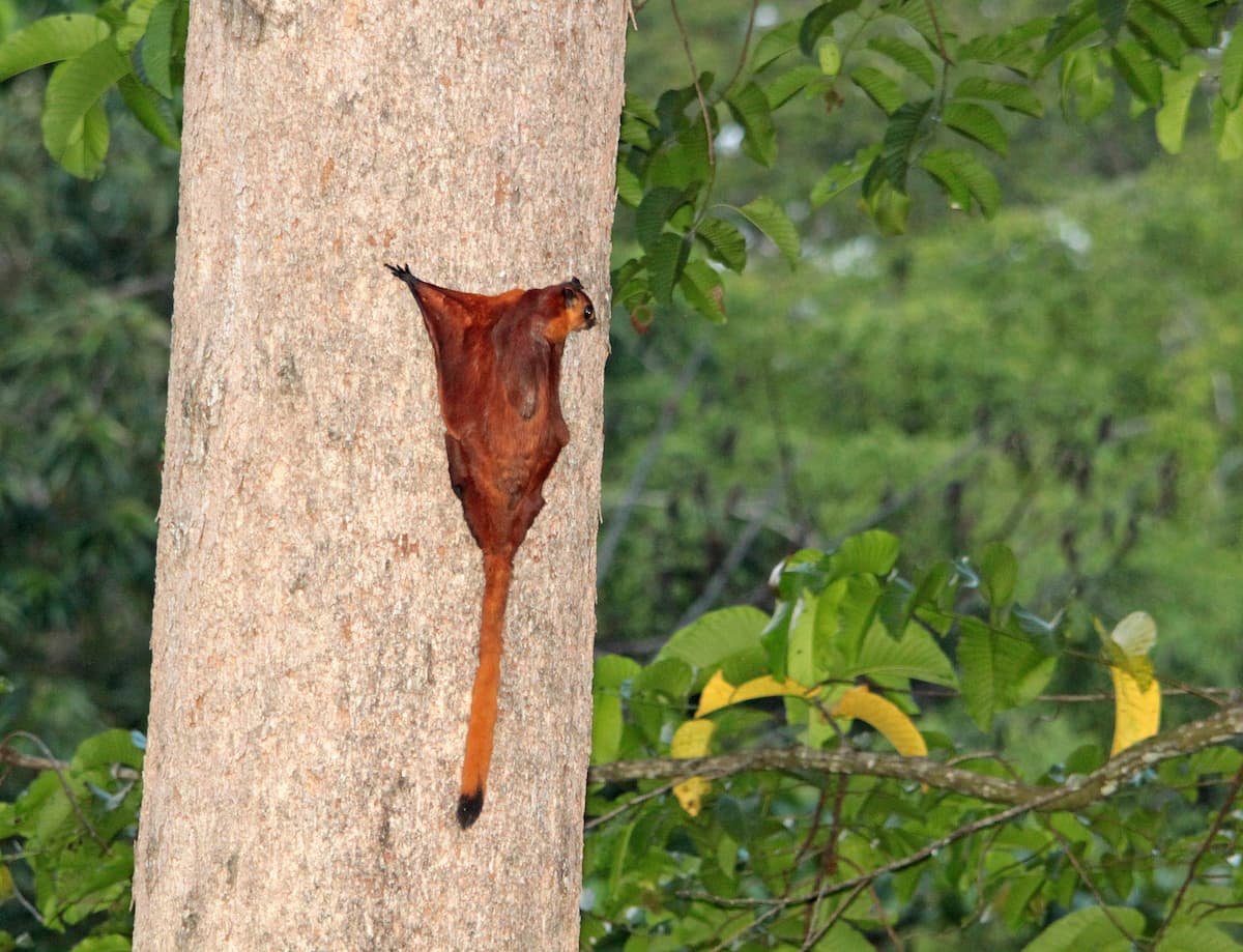 Gliding mammals during the Age of Dinosaurs