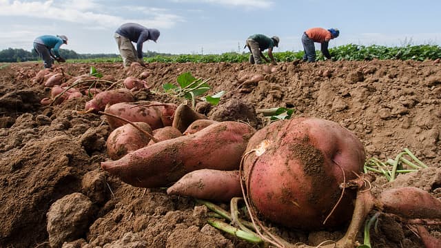 GMOs are not a human invention: sweet potato is a naturally transgenic food crop