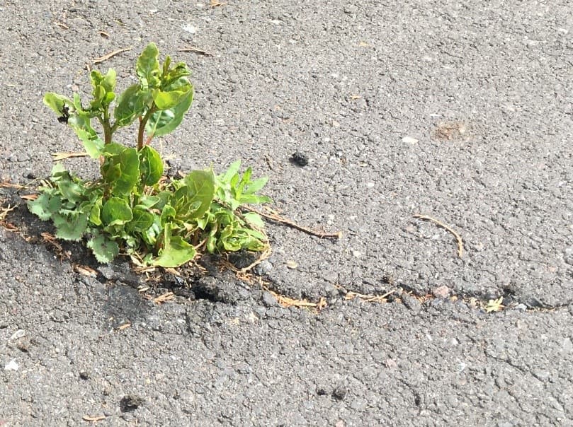 How a type of expanding thread dictates plant growth