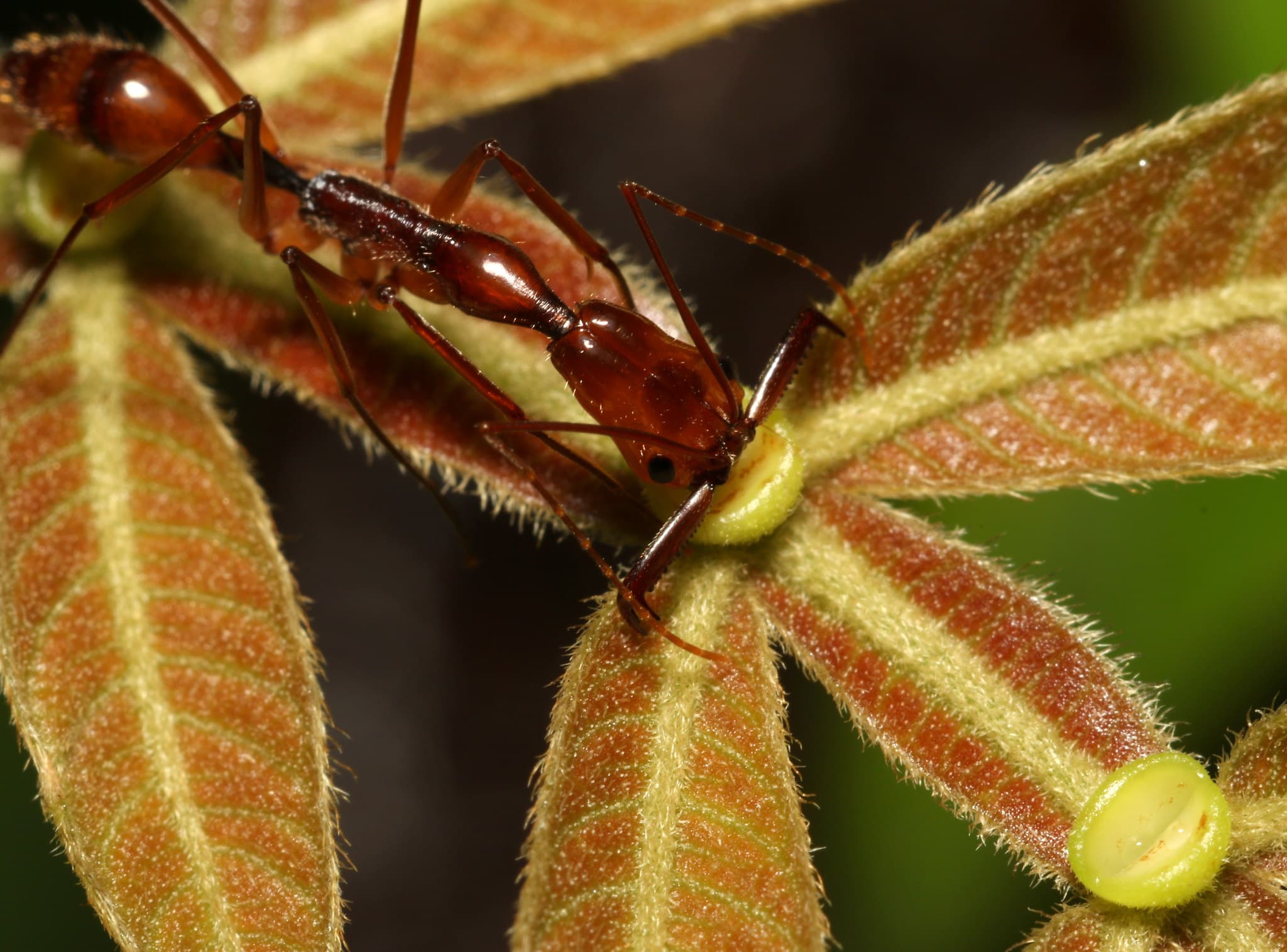 How did ant-plant interactions evolve?