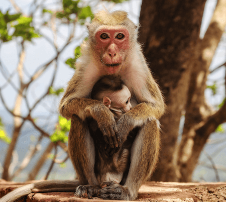 How machine intelligence helps in translating the neural code