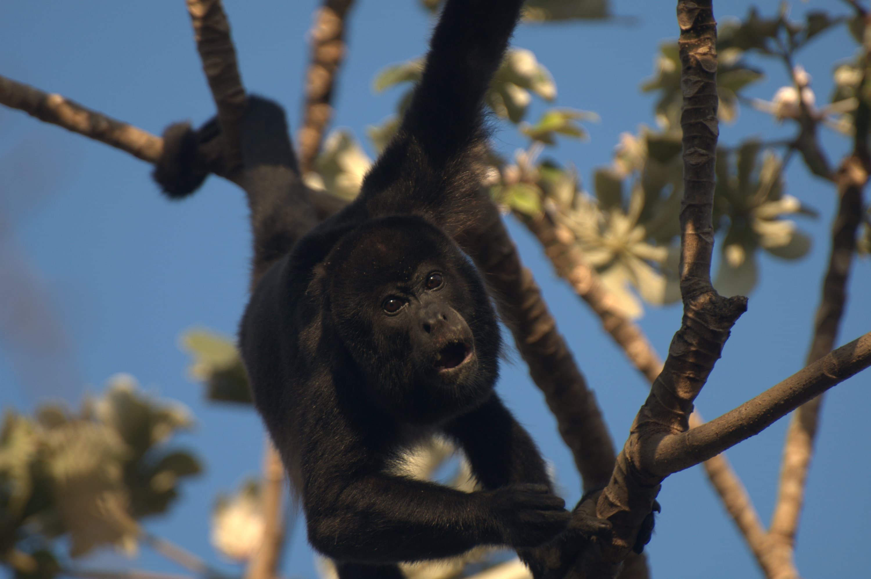 Howler monkeys: living a life in colour helps finding better food