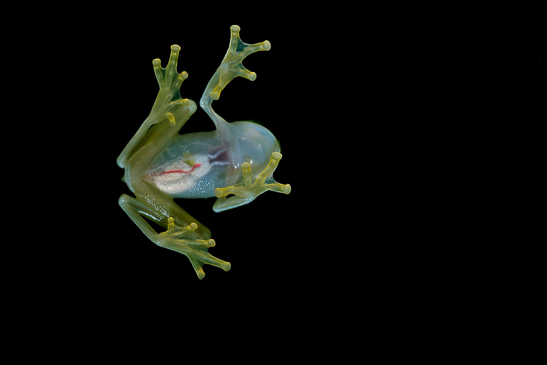It’s clear: the glass frog’s transparent belly has a special advantage