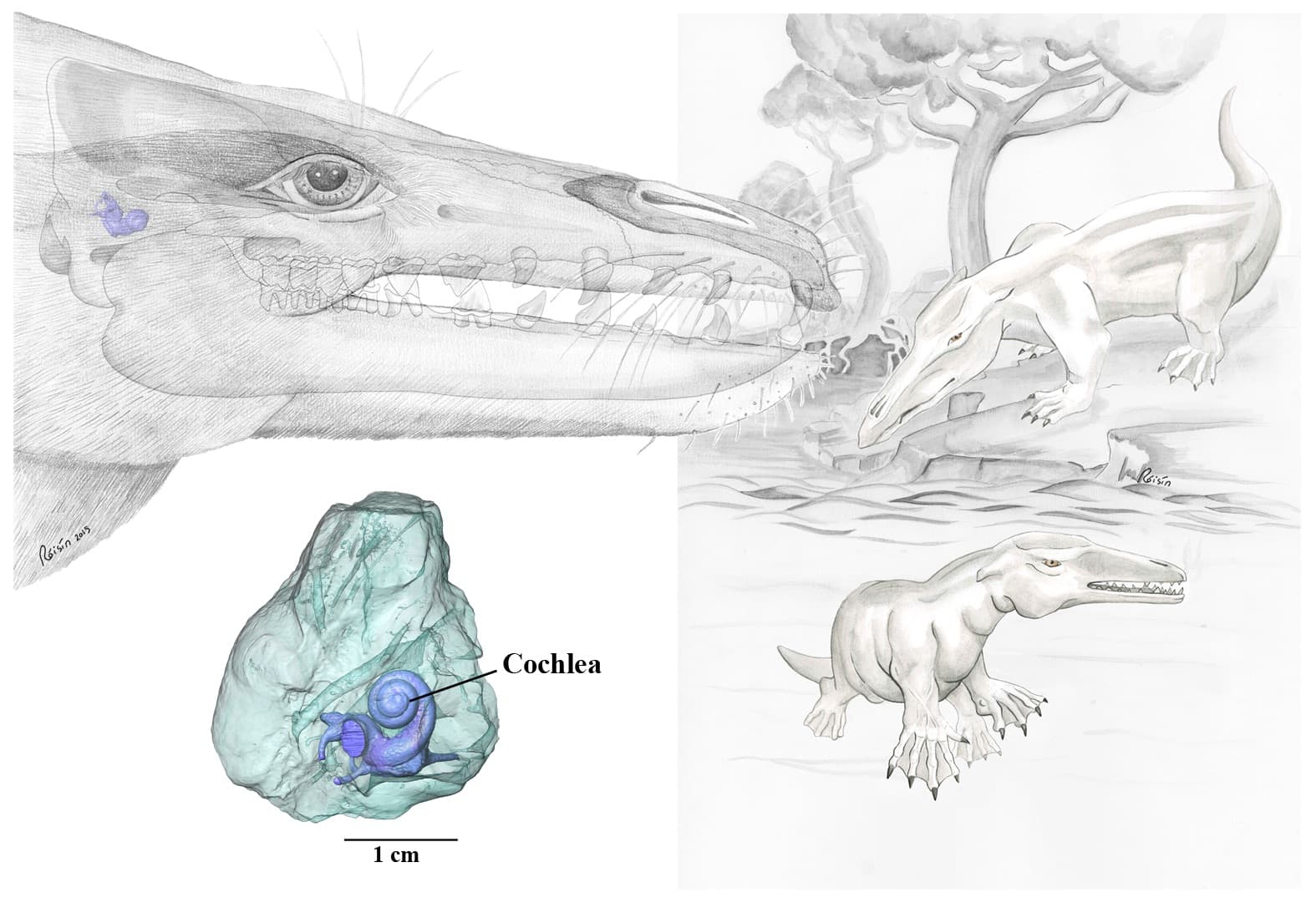 Moby, can you hear me whale?