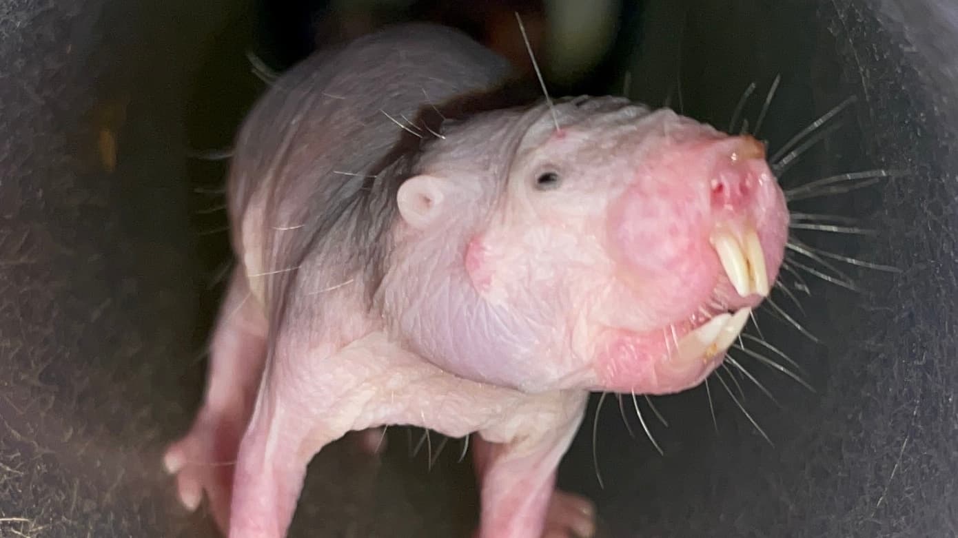 Notes from underground: naked mole-rats and vocal dialects