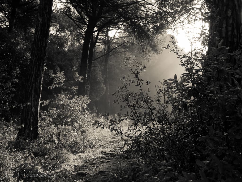 Out of the darkness: how plants prepare for, and endure, life in the sun