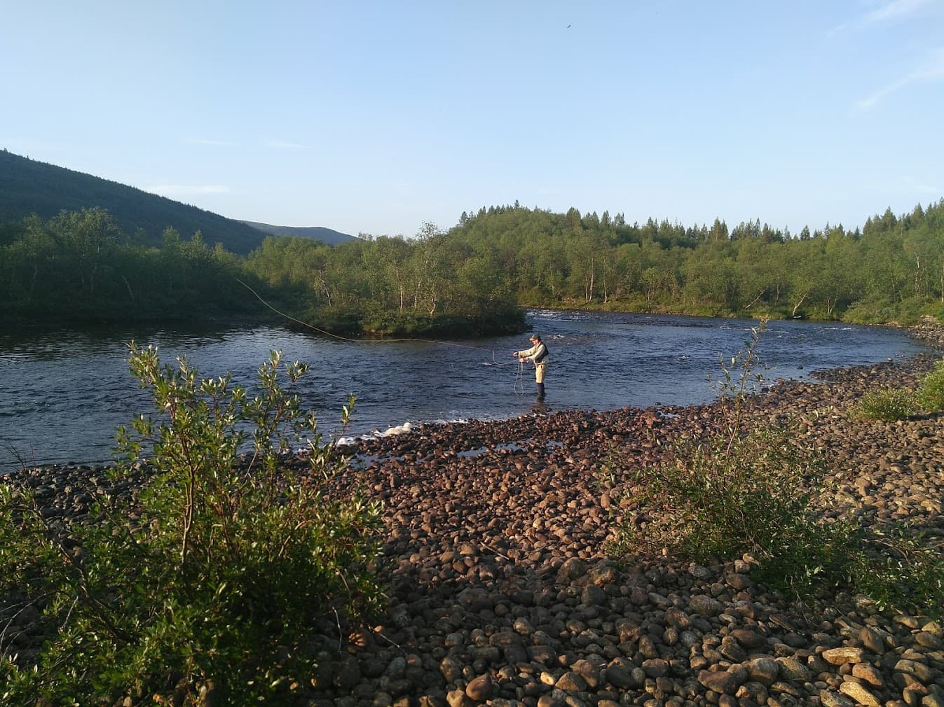 Salmon are shrinking and you can see it in their genes