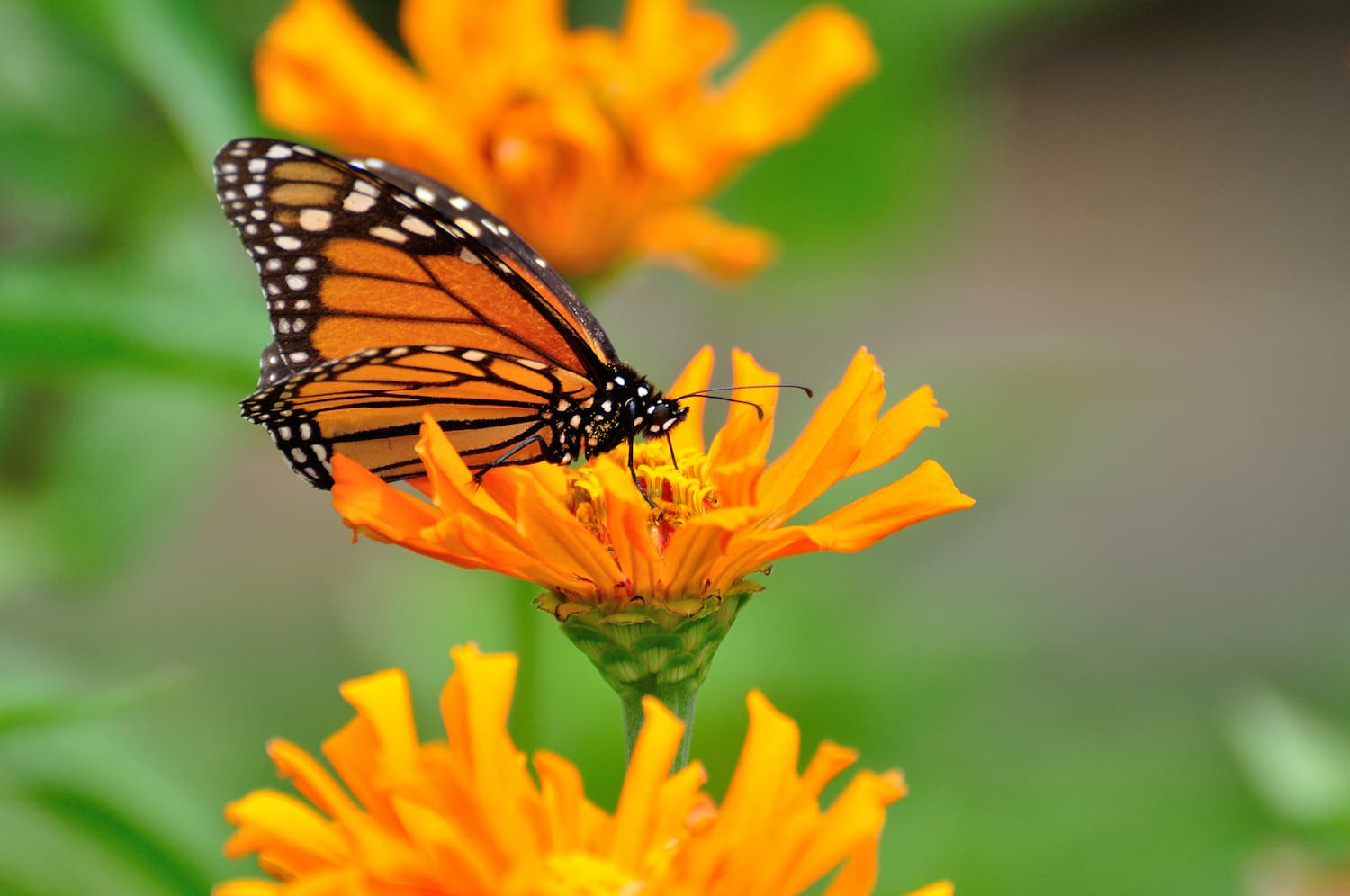 Scented colors, colored scents