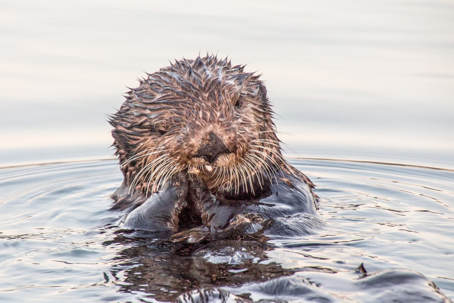 Sea otters make a splash