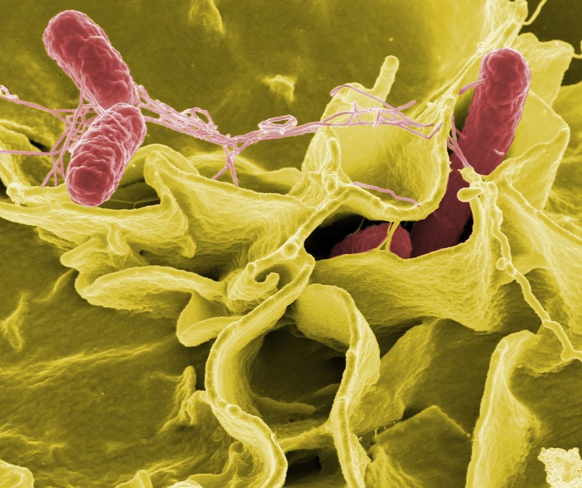 Sleeping bacteria survive antibiotic treatment and hijack the host immune system