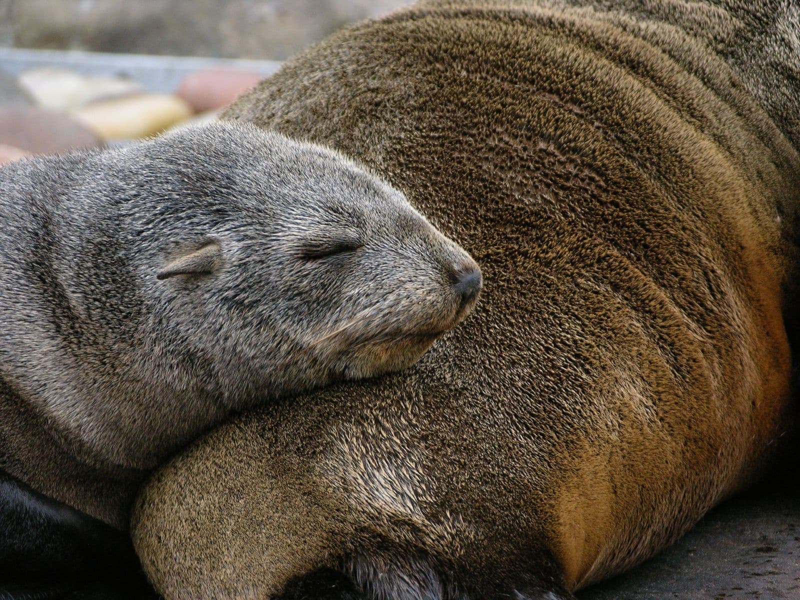 The adjustable REM sleep in Fur Seals