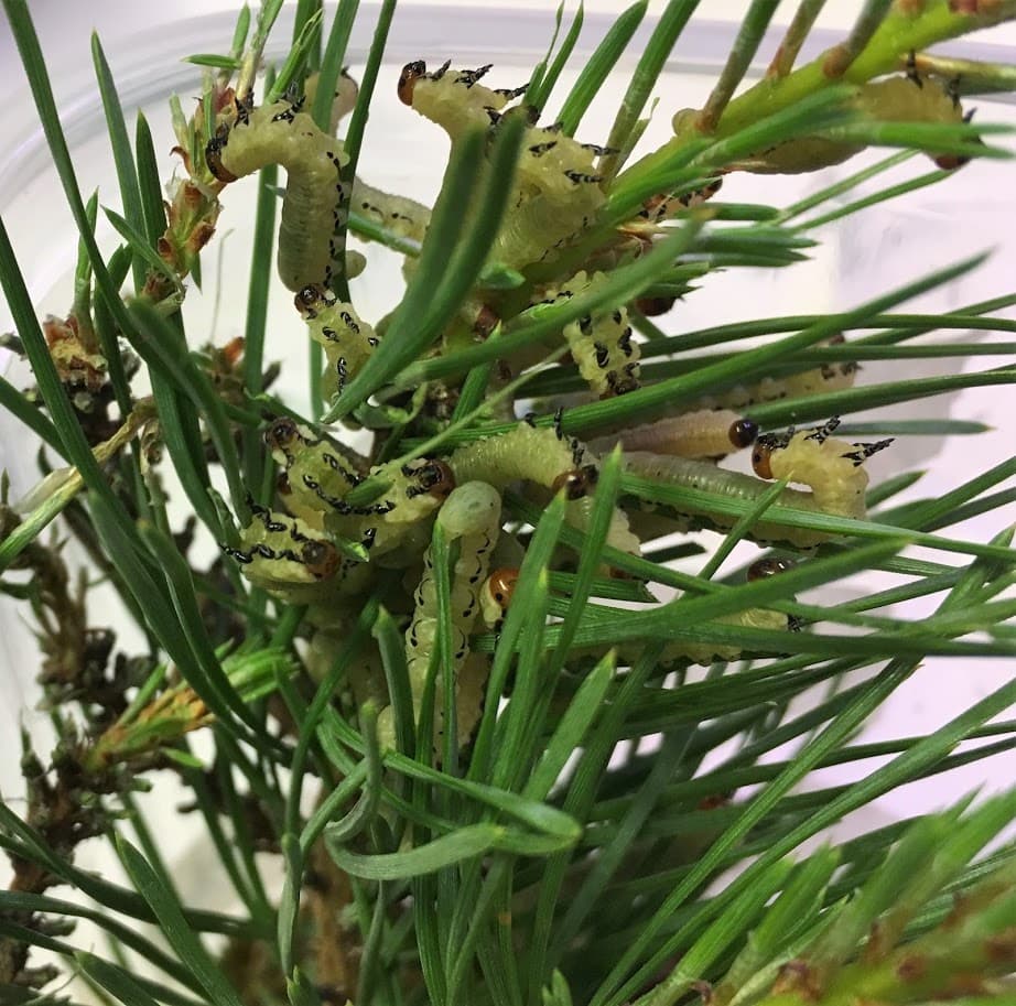 The conundrum of spontaneous (un)cooperation in pine sawflies