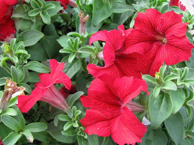 The fragrance of plants: how their perfume pervades the air