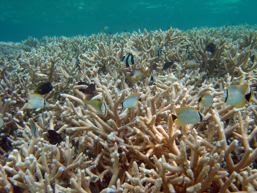 The silent battle of young corals against ocean acidification