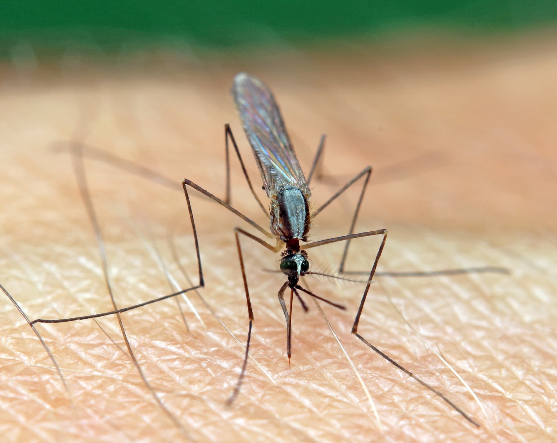 The Trojan mosquito: an in-house parasite defends against malaria