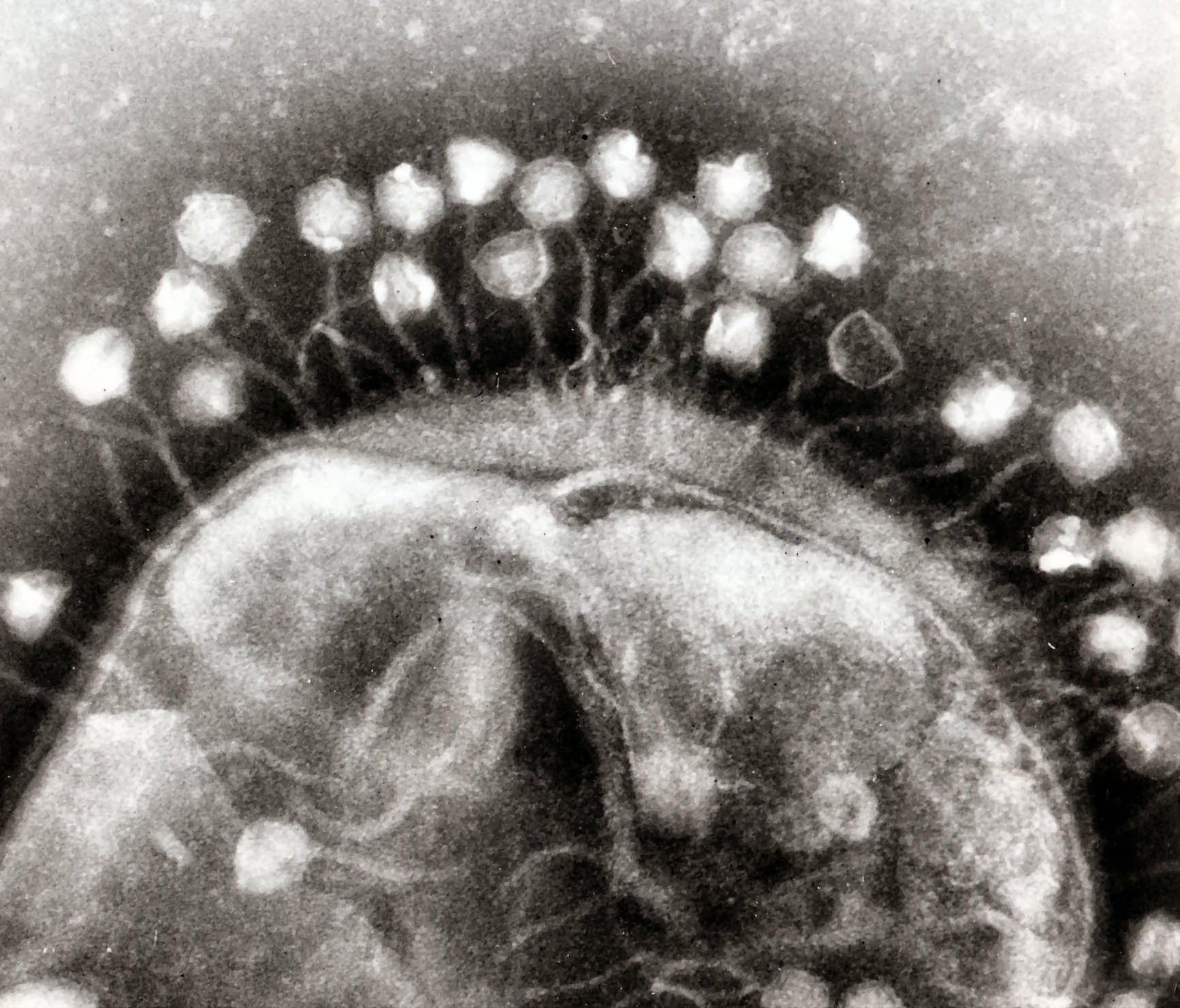 The unexpected partner(s): a billion viruses