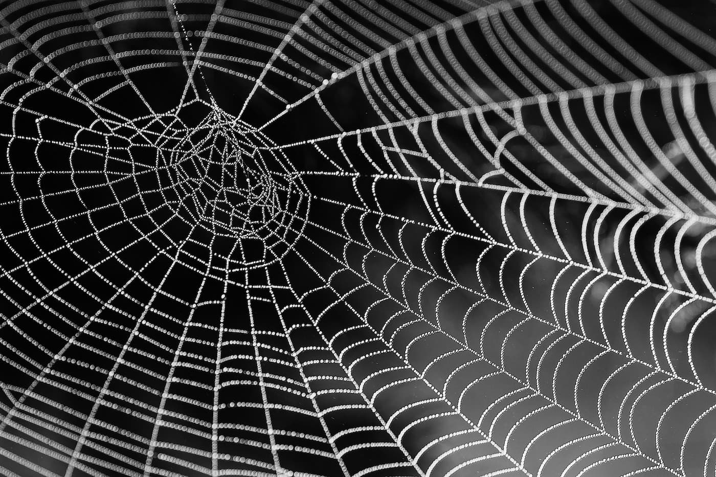 Why do immune cells have a spider web inside their nucleus?
