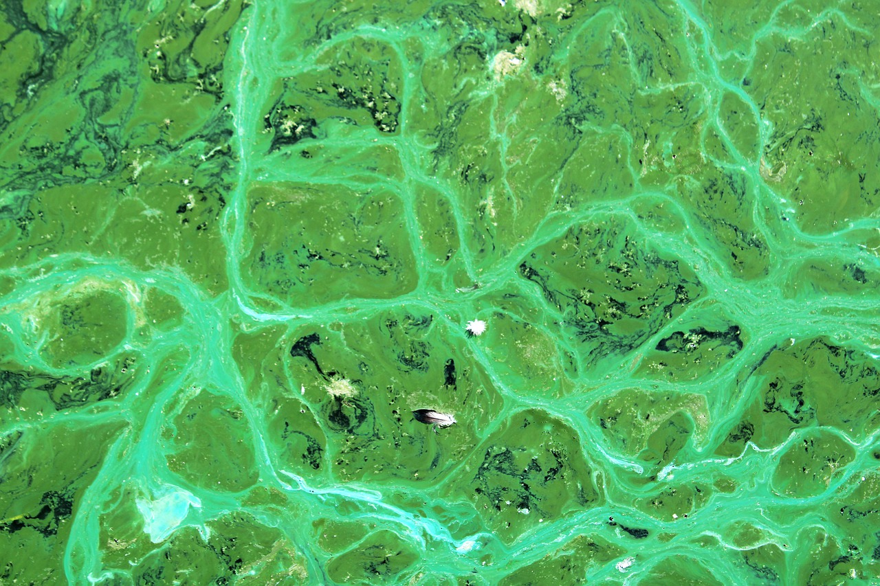 microscopic cyanobacteria