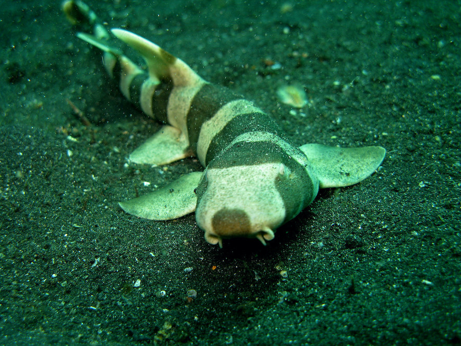 Juvenile brownbanded bamboo shark (Chiloscyllium punctatum) in the Lembeh Straits.