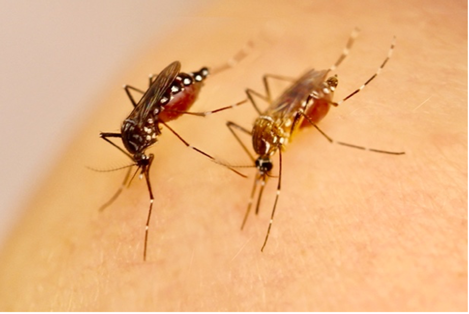 Females of the native subspecies Aedes aegypti formosus (left) and globally invasive subspecies Aedes aegypti aegypti (right).